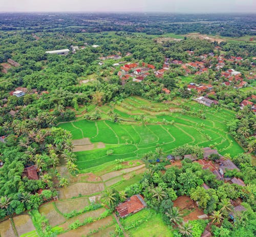 Вид с воздуха на рисовые поля и дома, окруженные деревьями