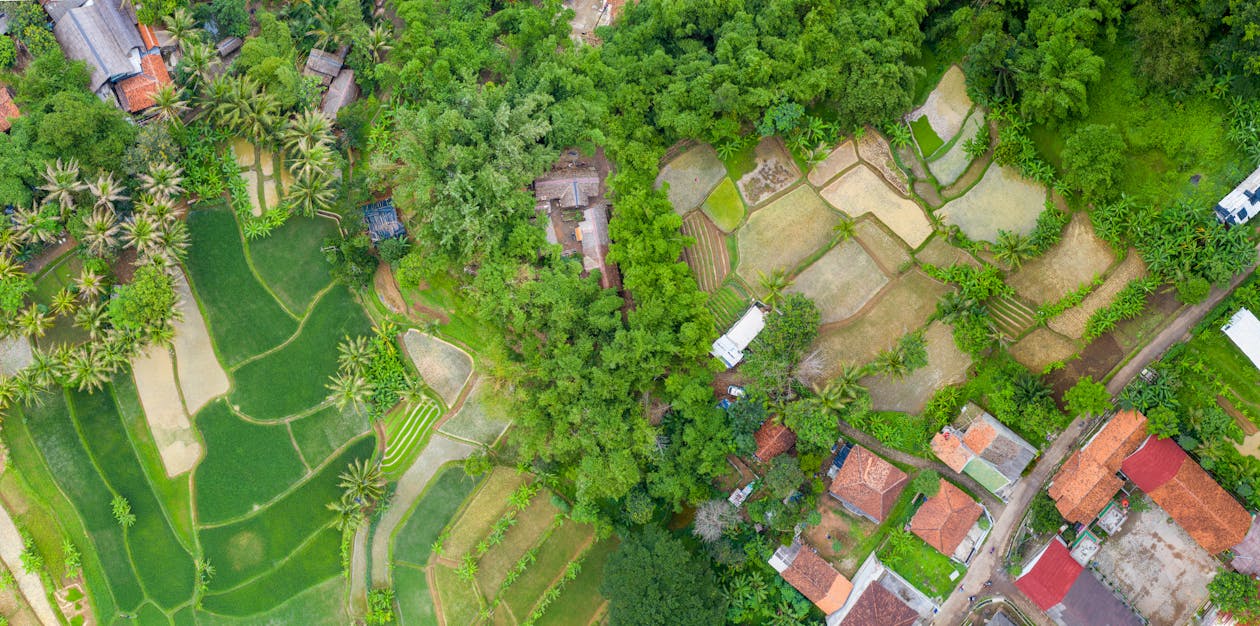 Aerial View of Rice Fields With Houses
