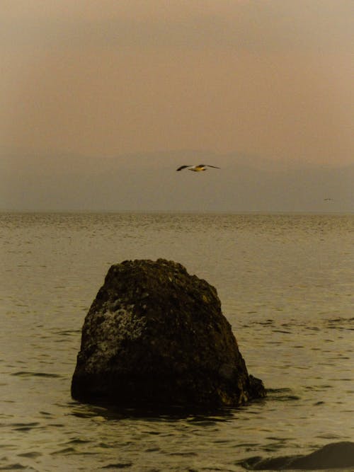 Free Bird Flying over Rock on Shore Stock Photo