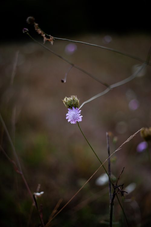 Free A close-up of a delicate purple flower in a natural meadow setting, captured with selective focus. Stock Photo