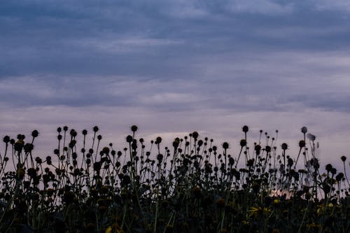 Immagine gratuita di alba, crepuscolo, fiori
