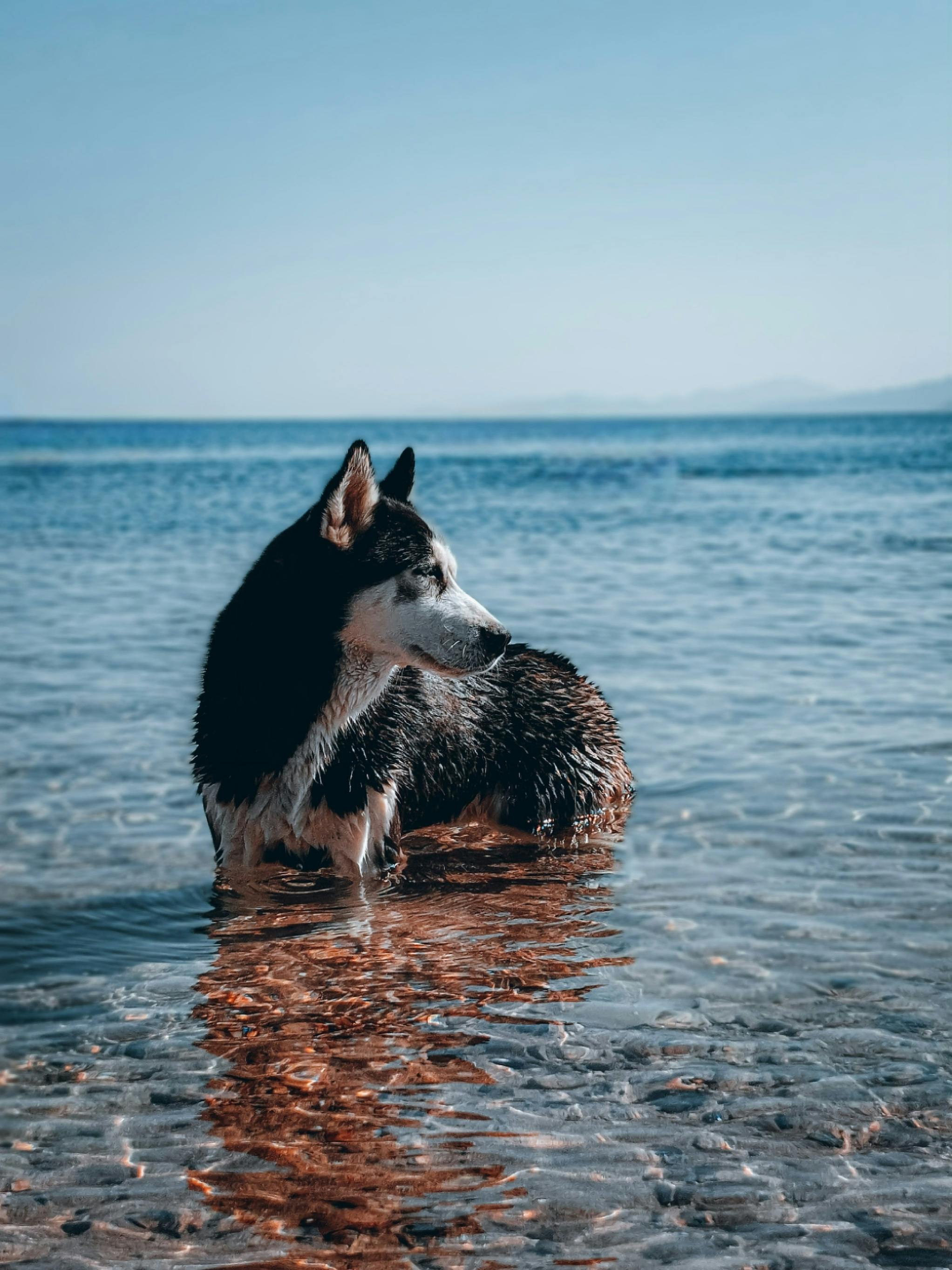Wet Husky Standing in Sea · Free Stock Photo