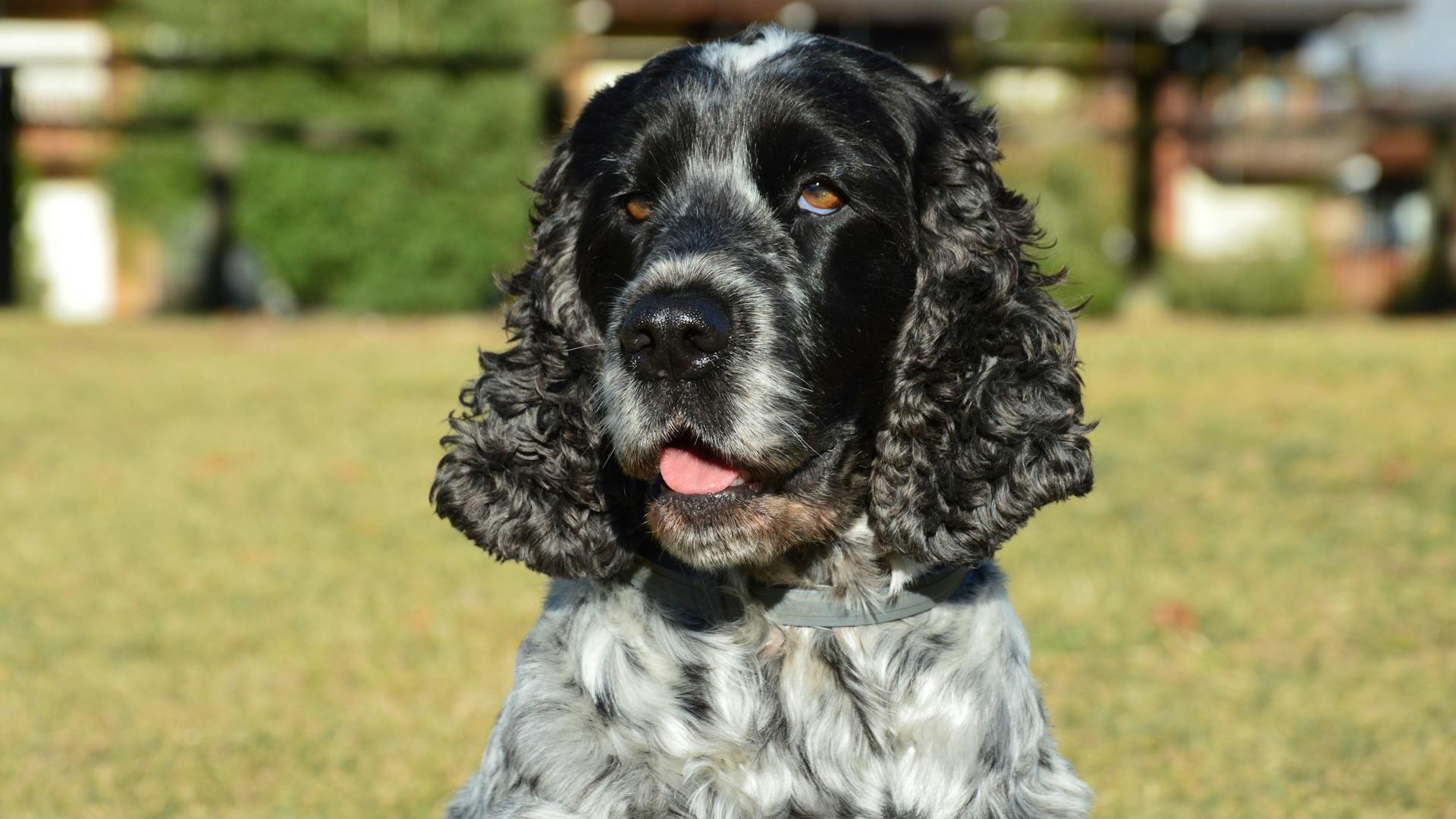 En närbild av en cocker spaniel