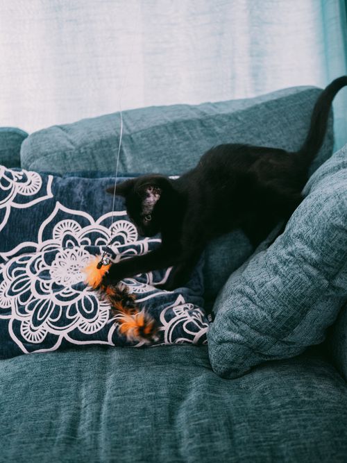 Free A mischievous black kitten plays with a teaser toy on a stylish blue sofa. Stock Photo