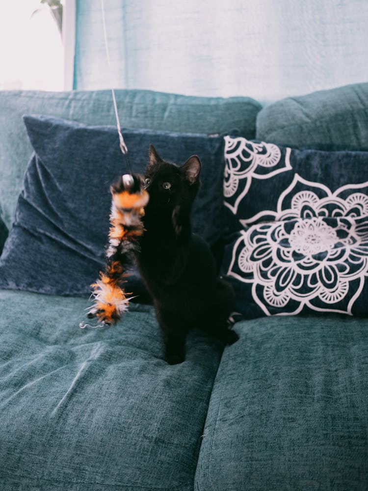 Black Kitten Playing With A Fluffy Toy On A Blue Sofa