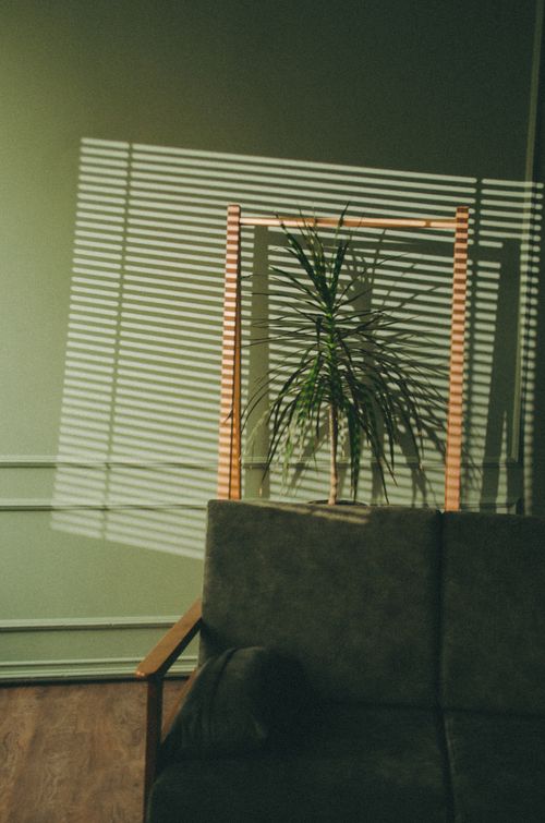 Free A cozy room with sunlight streaming through blinds onto a potted plant and sofa. Stock Photo