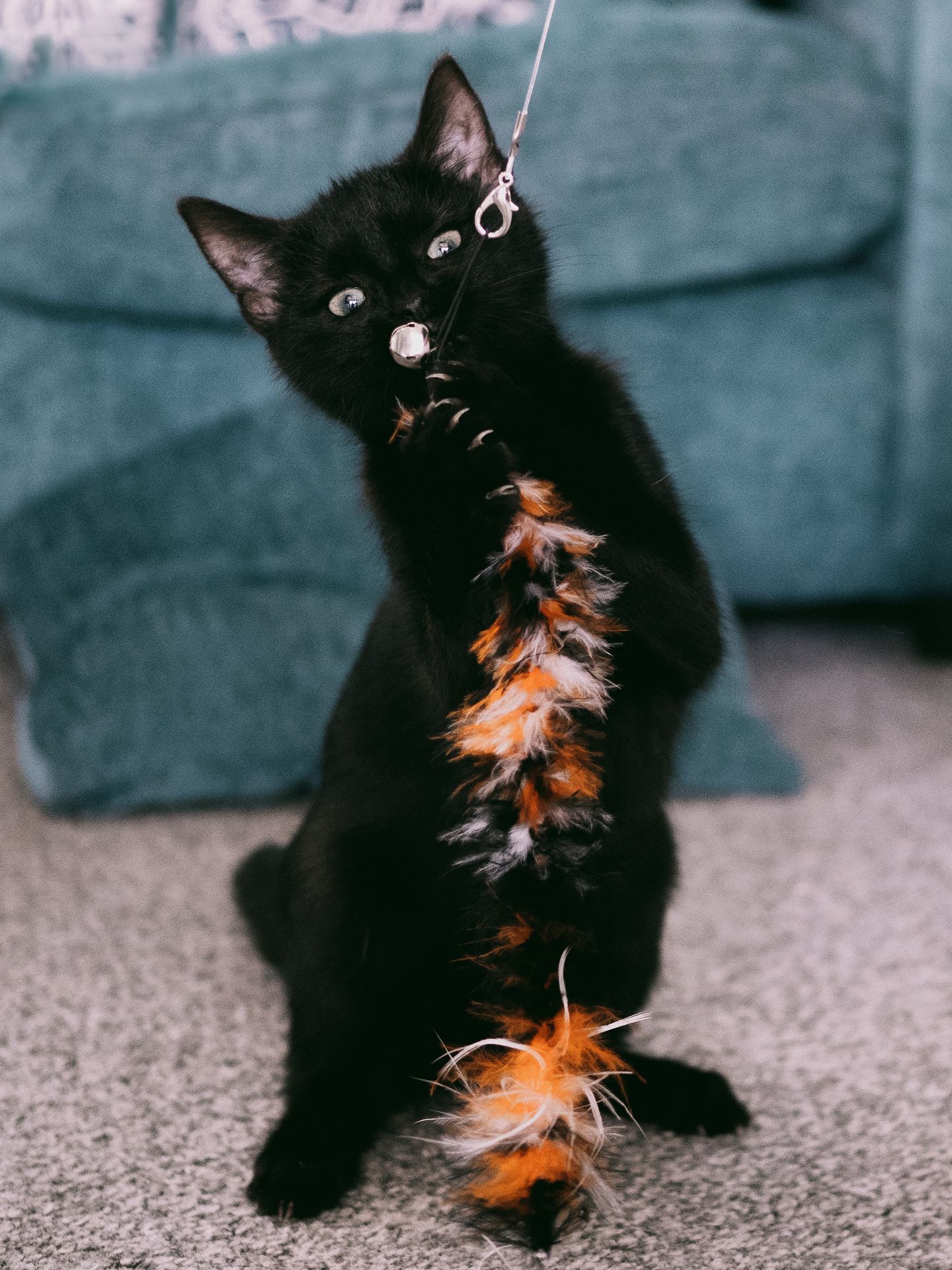 Black kitten engaged with a colorful feather teaser toy