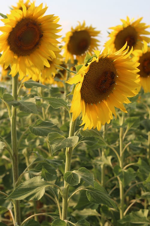 Foto stok gratis bidang, bunga matahari, bunga-bunga