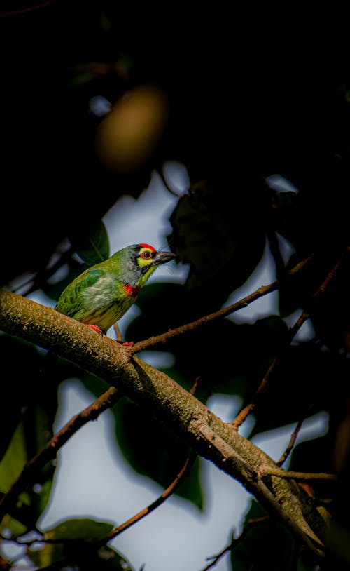 Coppersmith Barbet Bird