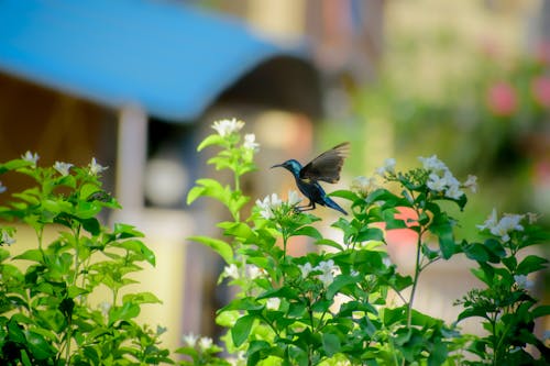 Hummingbird over Flowers