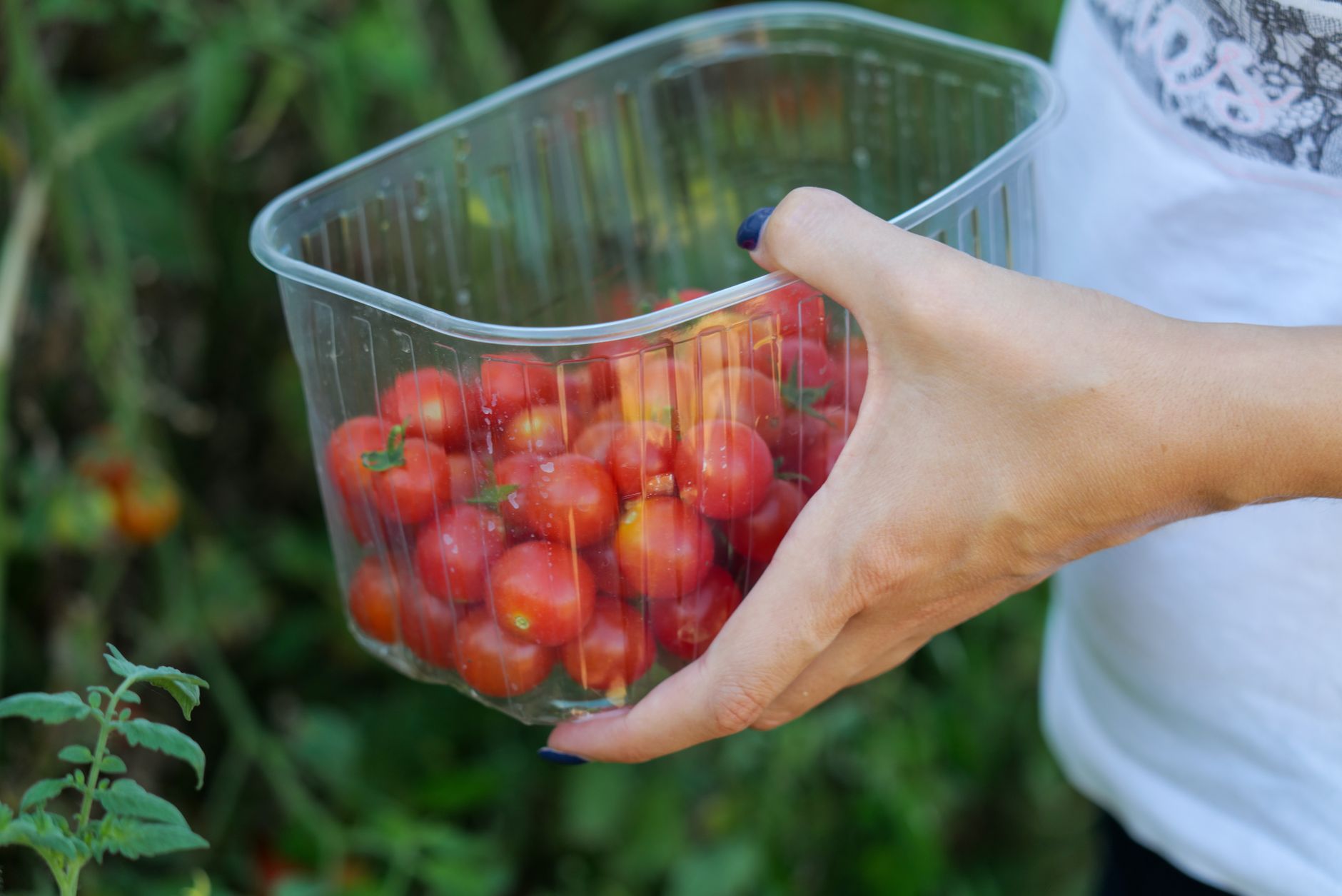 gardening image