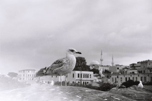 Δωρεάν στοκ φωτογραφιών με ασπρόμαυρο, αστικός, γαλοπούλα