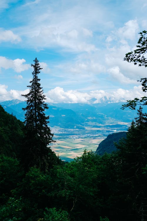 Coniferous Trees in a Mountain Valley
