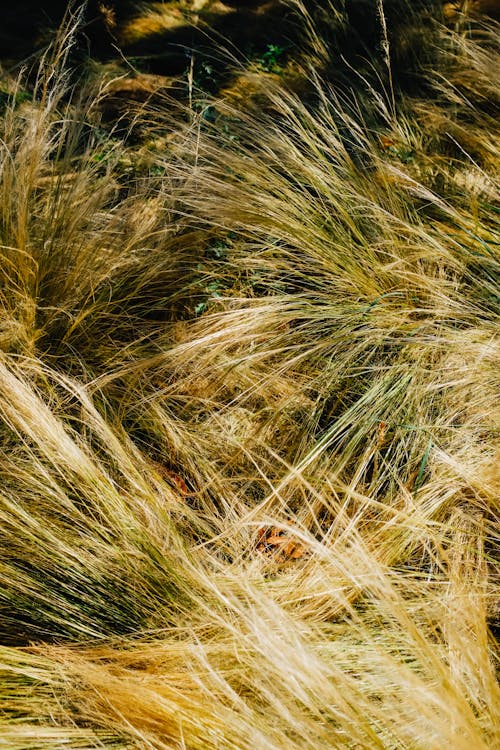 Základová fotografie zdarma na téma čerstvý, detail, dlouhý