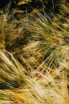 golden yellow grass stalks