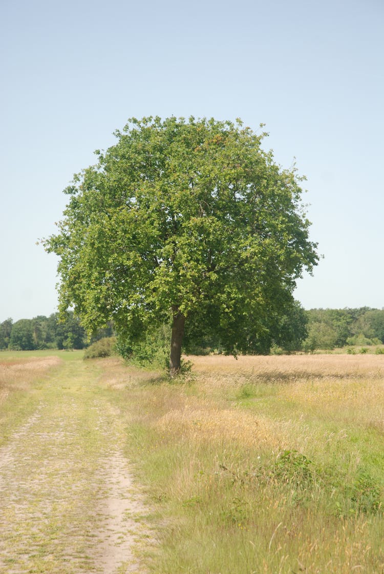 Lonely Tree On A Meadow