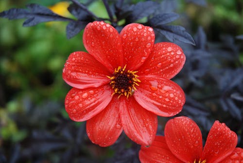 Raindrops on Red Flowers