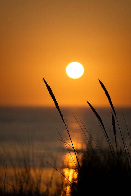 Kostenloses Stock Foto zu binsen, dünn, gelben himmel