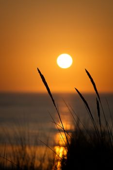 Silhouette of grasses against a vibrant sunset sky over a calm sea, creating a peaceful coastal scene.