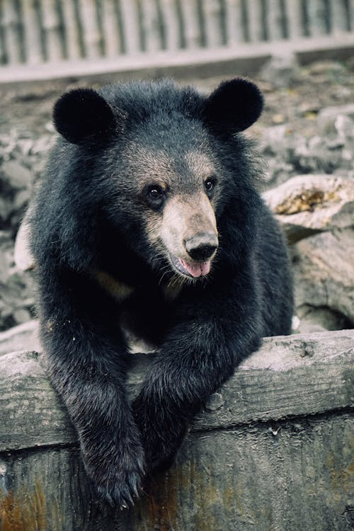 Free Black Bear in Zoo Stock Photo