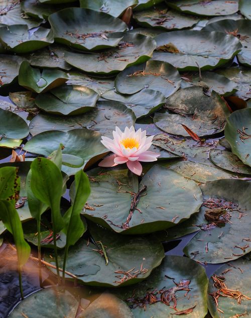 Free A beautiful pink lotus flower surrounded by green lily pads on a peaceful pond. Stock Photo