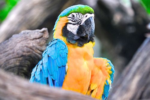 Free A vibrant blue and yellow macaw perched on a branch in a tropical rainforest. Stock Photo