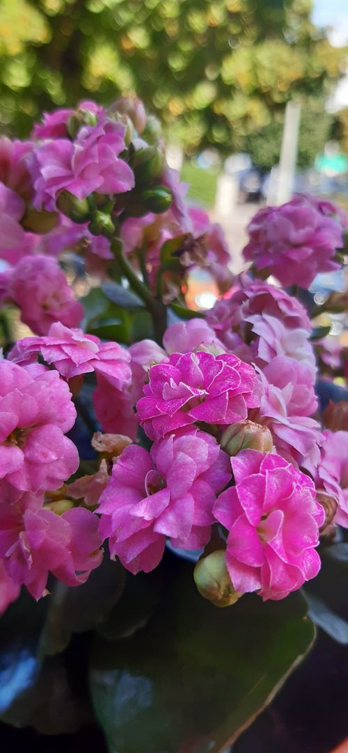 Free Bella rosa Stock Photo