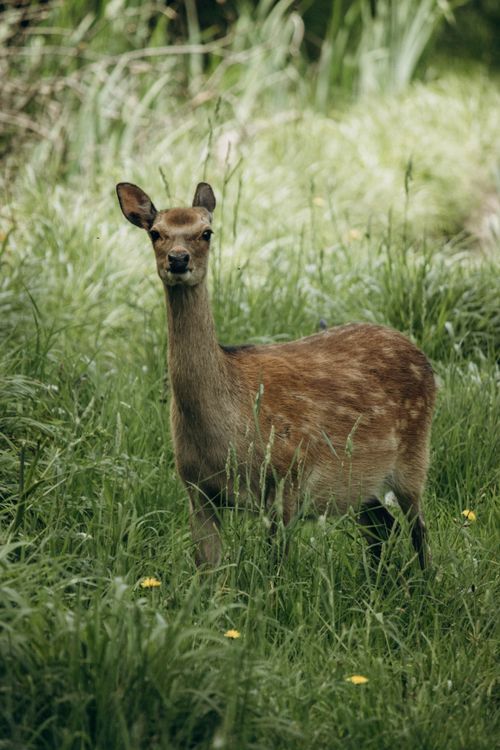 Free A serene deer stands amidst lush green grass in a natural rural forest setting, embodying wildlife beauty. Stock Photo