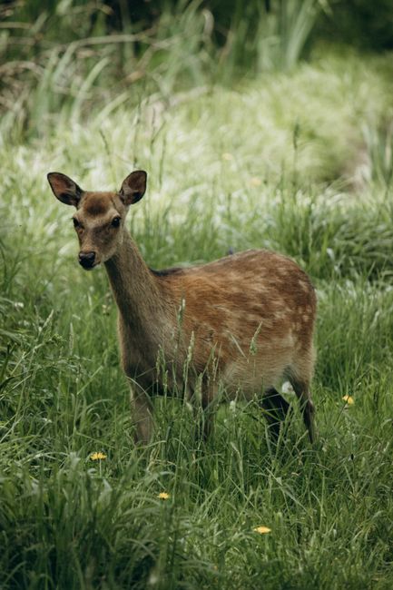 A captivating image of a roe deer amidst vibrant greenery and wildflowers.