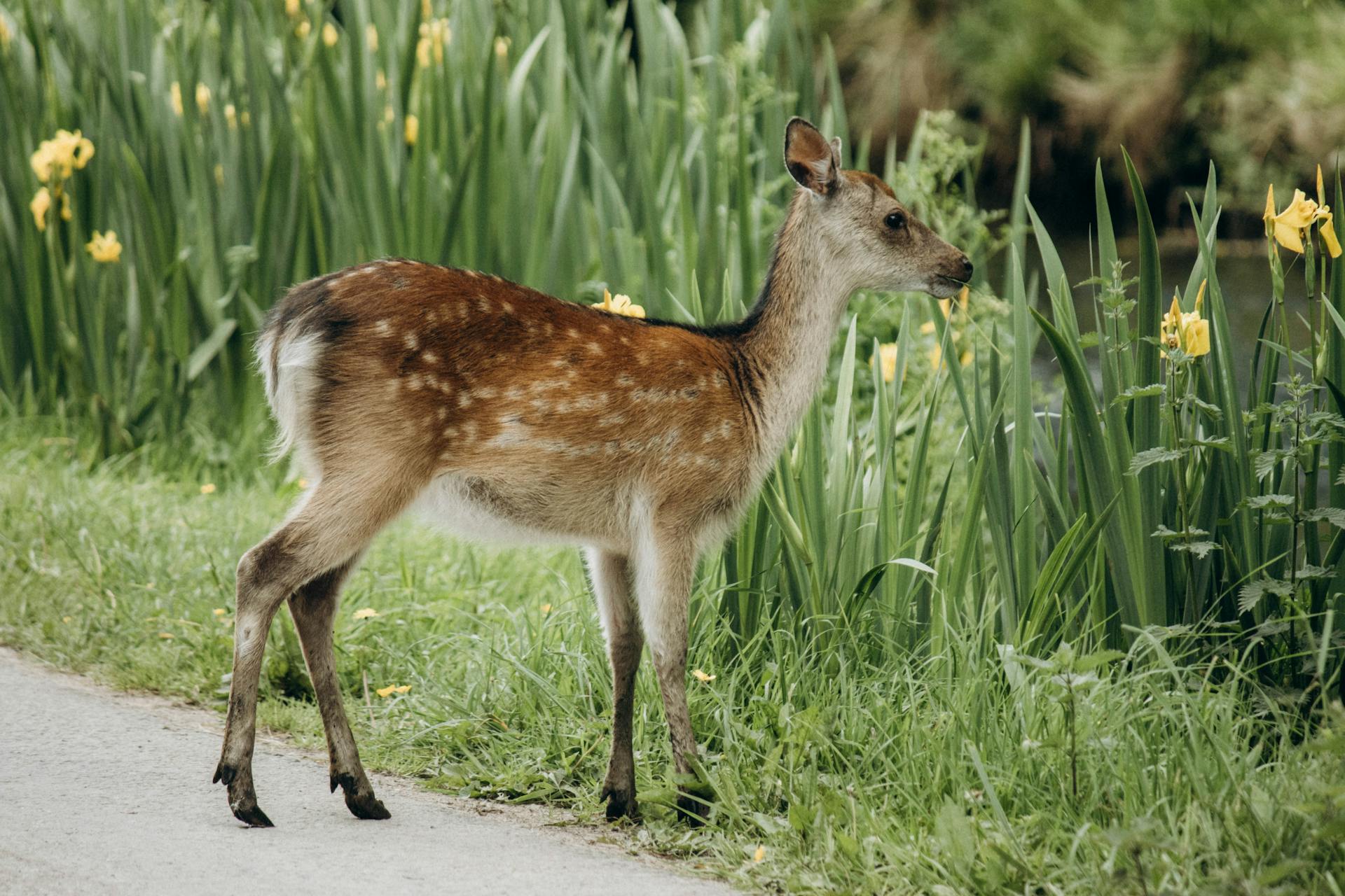 Fawn Standing by Roadside