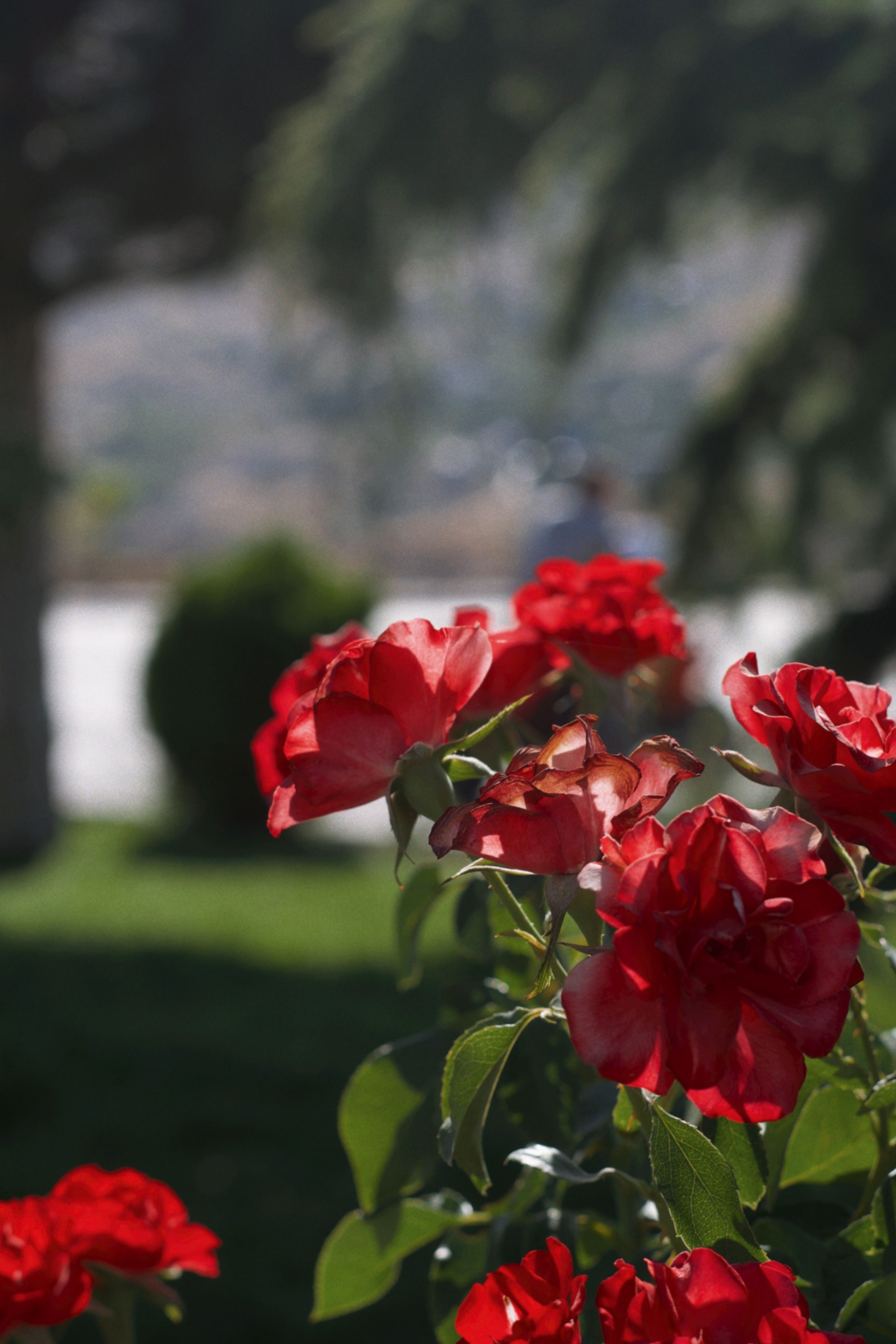 [ColoSach]-close-up-of-vibrant-red-roses-in-a-sunlit-garden-in-konya,-türkiye,-showcasing-natural-beauty.