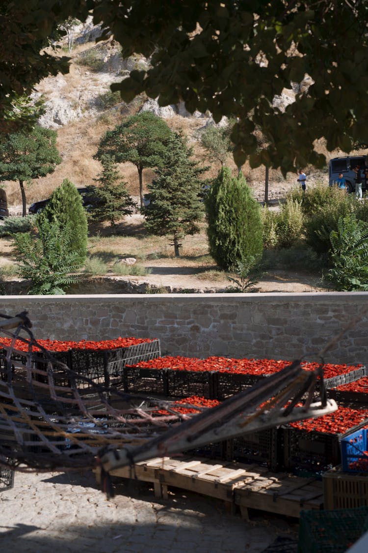 Vegetables Stacked On Pallets In Village