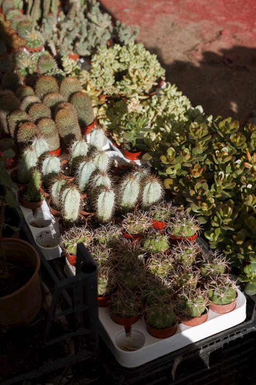 Cactus Plants in Flowerpots