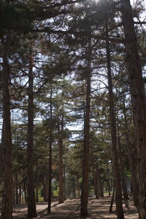 Free Serene forest path in Konya, Türkiye with sun filtering through pine trees. Stock Photo