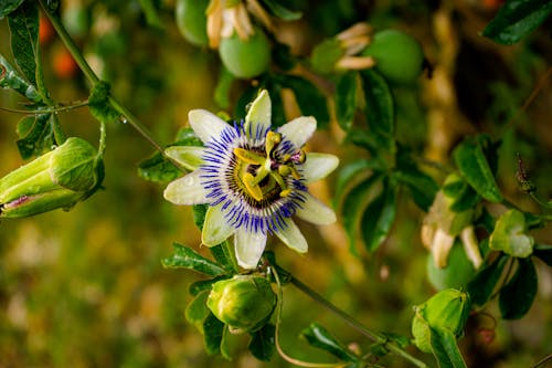 Wet Passion Flower and Buds