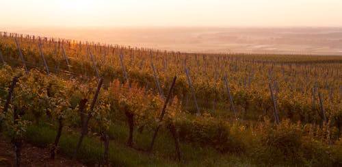 Vineyard at Sunset