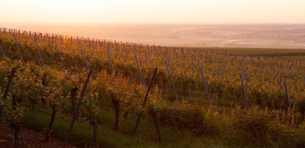 Village viticole alsacien entouré de vignes