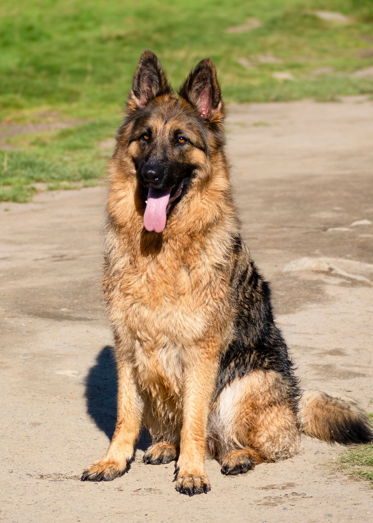 Training a Dog to 'Wait' for You to Scramble