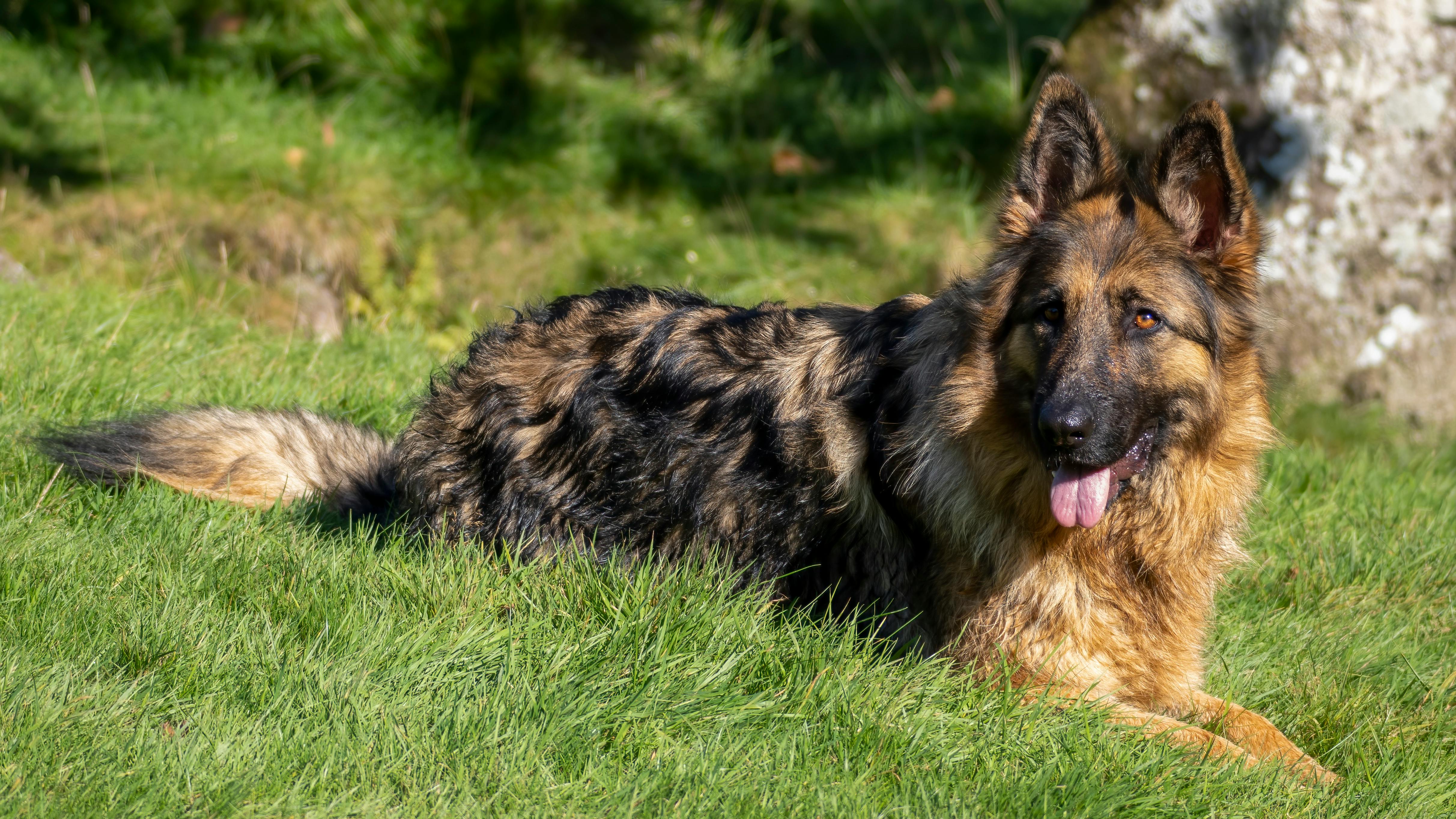 Black and White Photo of a German Shepherd Dog · Free Stock Photo