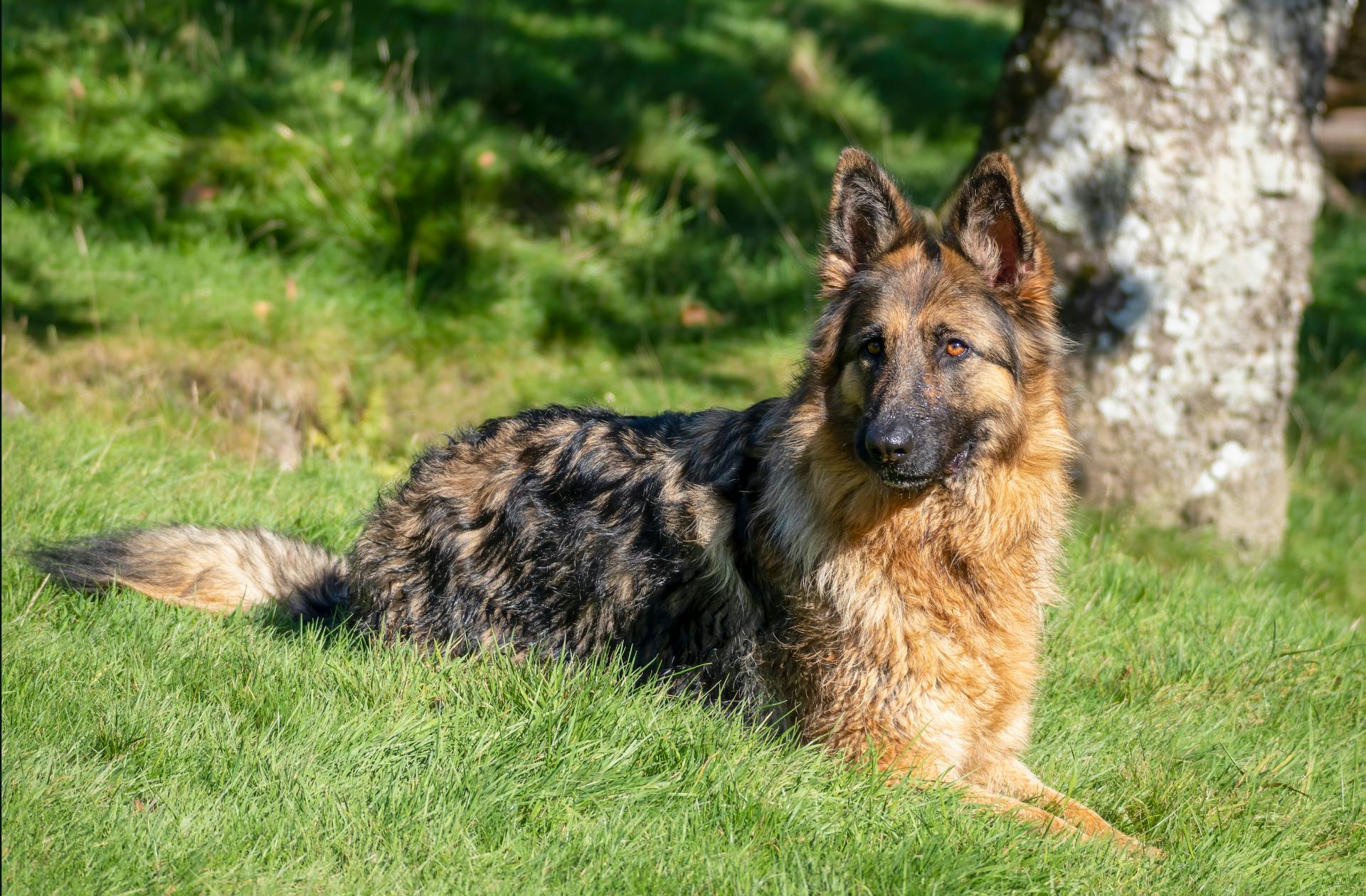 En schäferhund som ligger i gräset