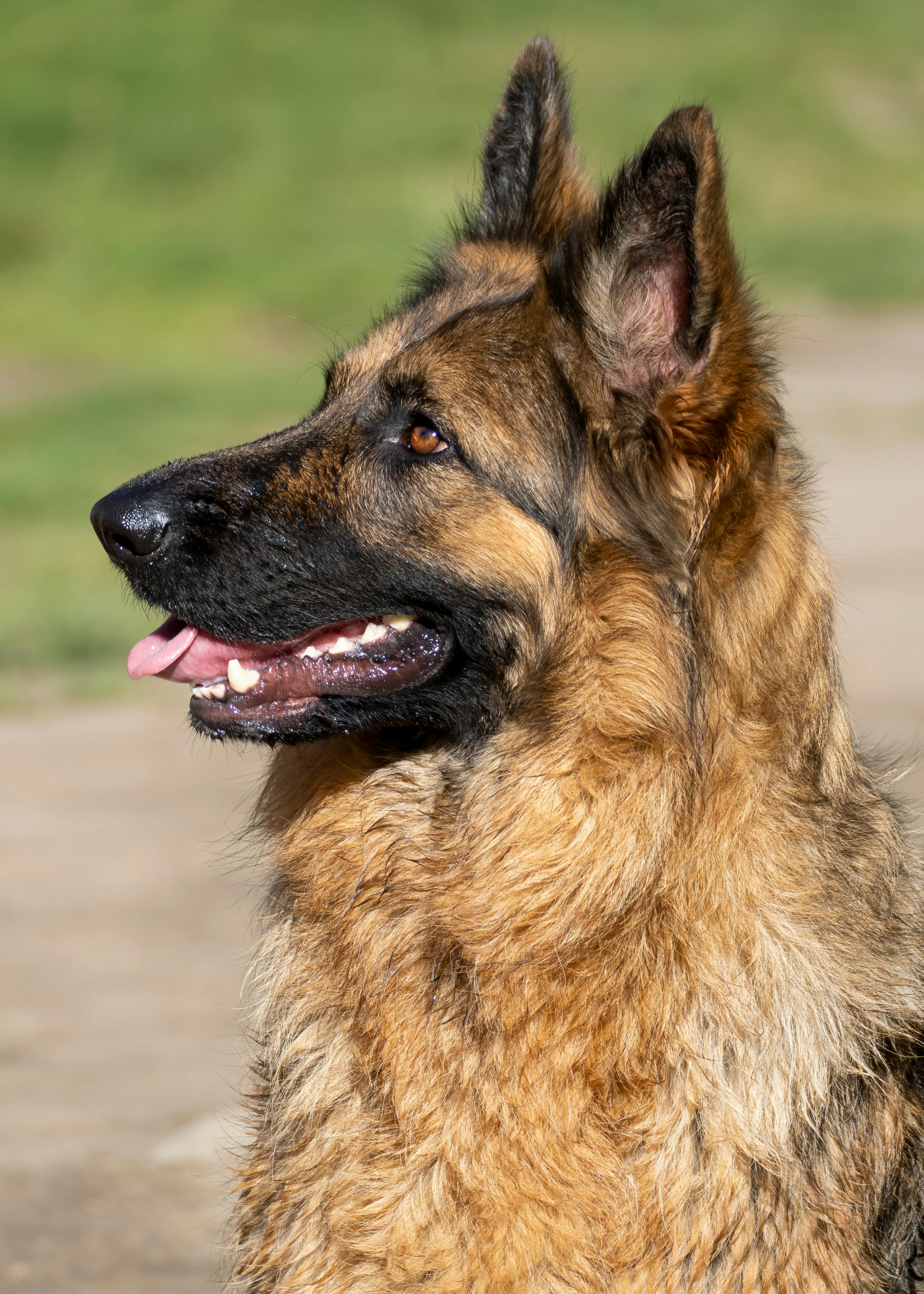 Why Do Dogs Have Wet Noses? Discover The Fascinating Reasons! 4 How Dog Noses Work: The Surprising Benefits of Wetness