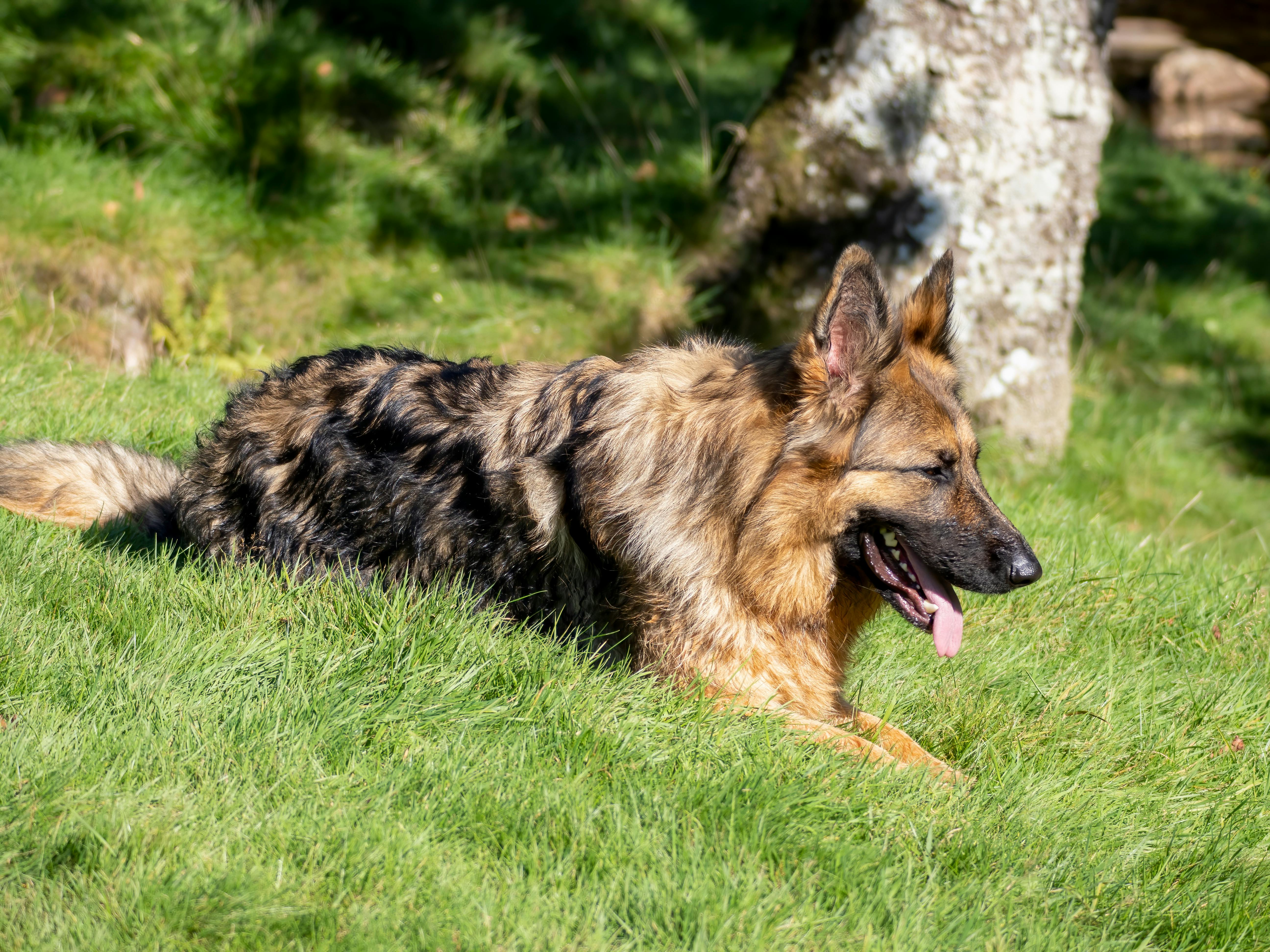 German sales shepherd park