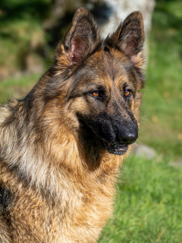 Portrait of Happy German Shep · Free Stock Photo