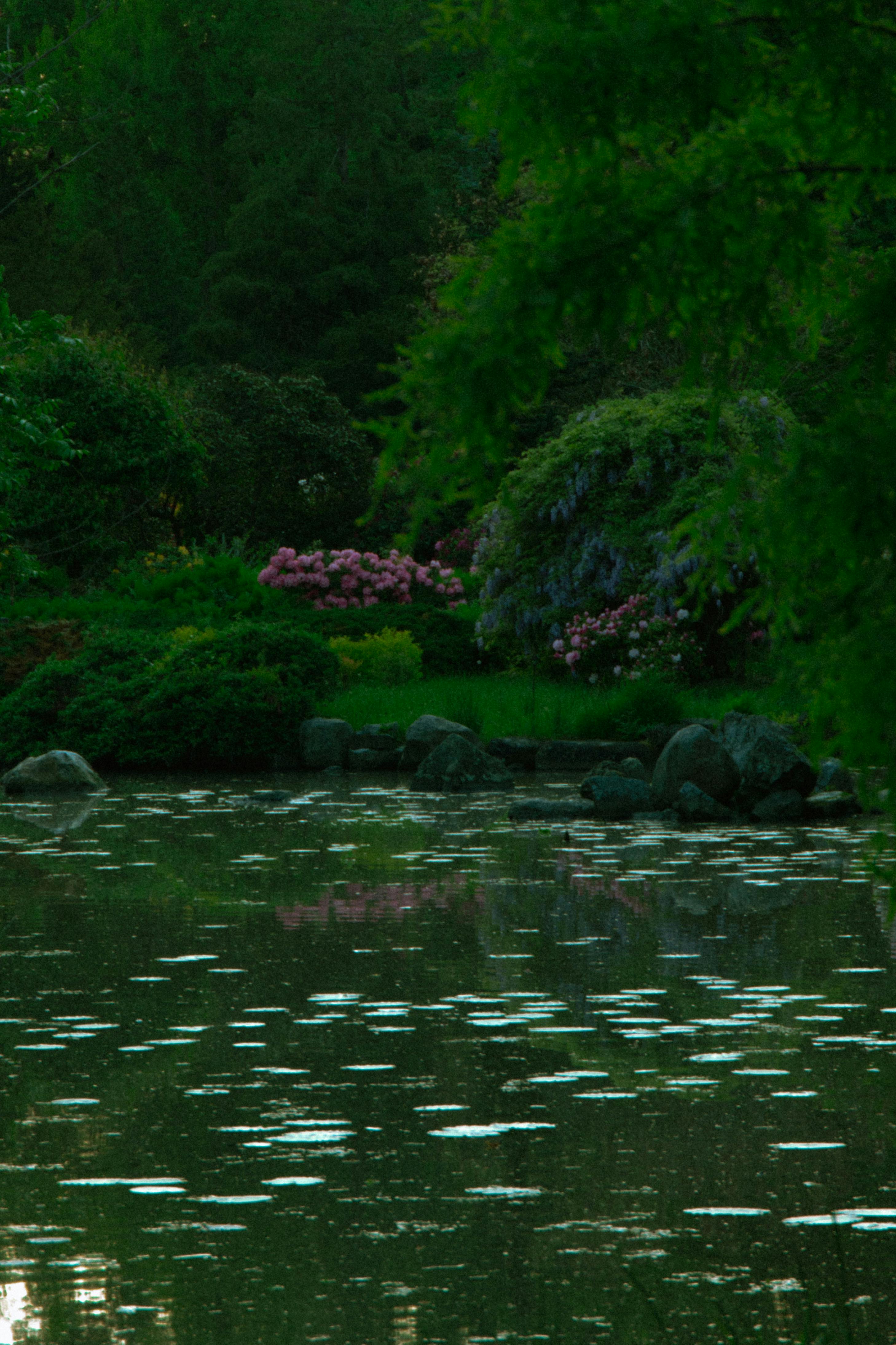 A tranquil lake surrounded by vibrant greenery in Wrocław, perfect for nature lovers.