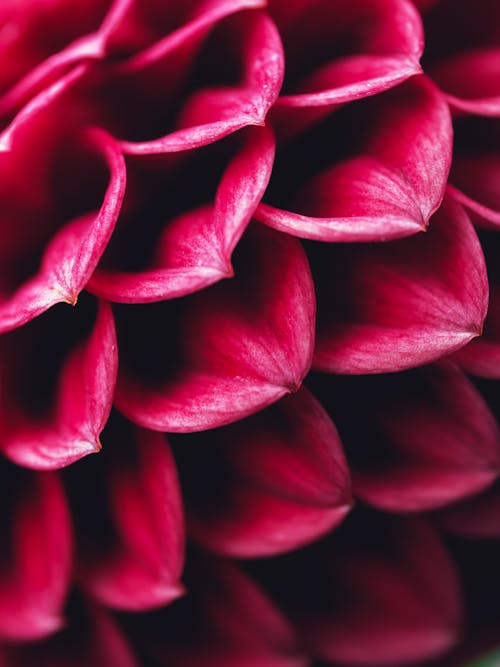 Close-up of Red Flower Petals 