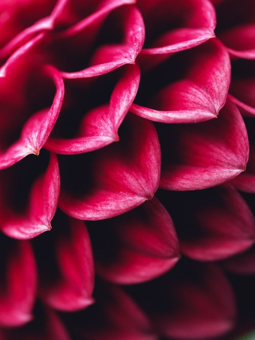 Free Macro shot of vivid red dahlia petals showcasing natural beauty and elegance. Stock Photo