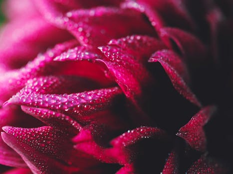 Intimate portrait of vibrant pink dahlia petals adorned with fresh dew drops.