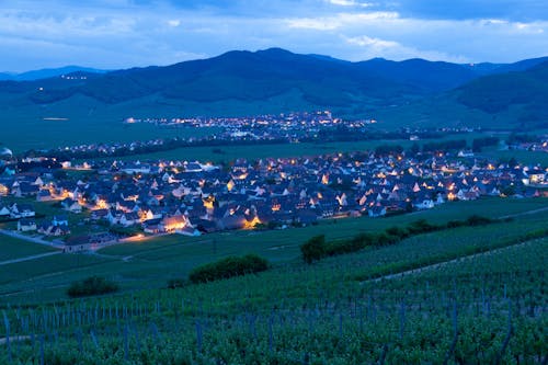 Vineyard and Village in Evening