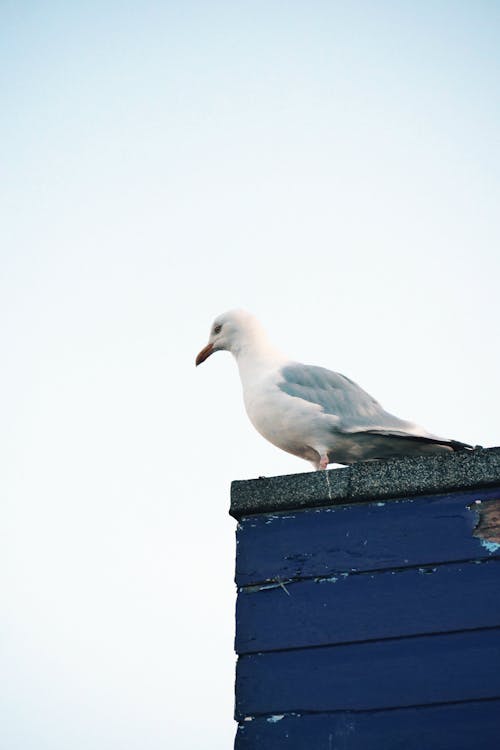 Seagull Sitting on Roof