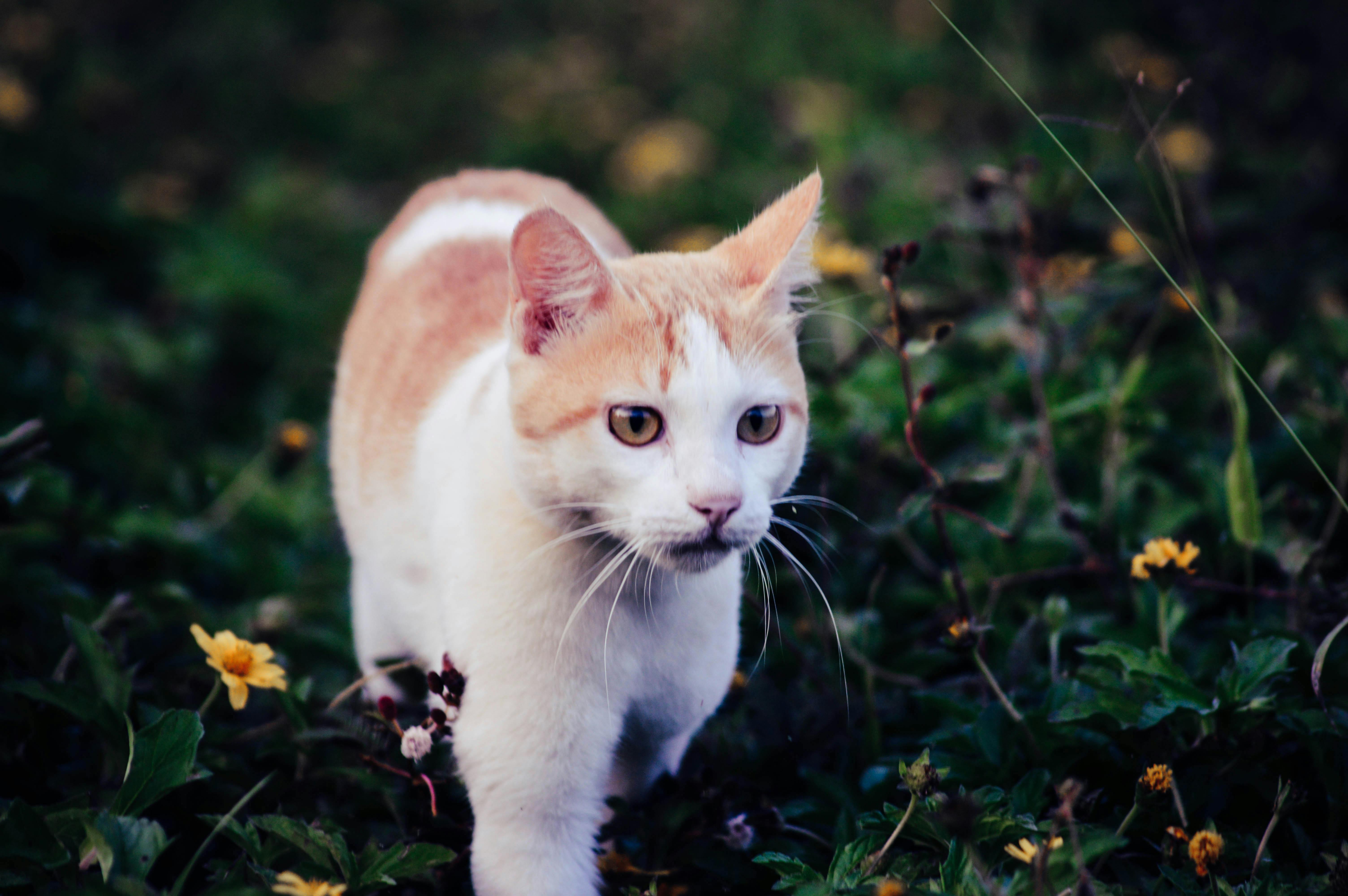 Free stock photo of cats, house cat